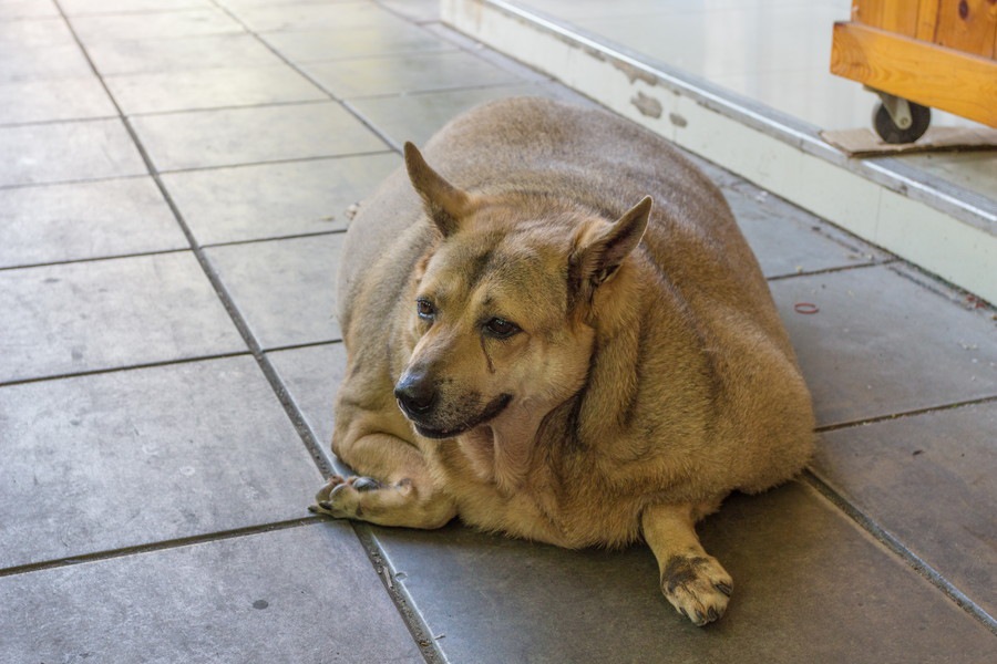 犬にも中年太りがある？主な原因や解消法について