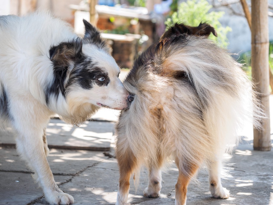 犬にとって匂いを嗅ぐことの重要性とは