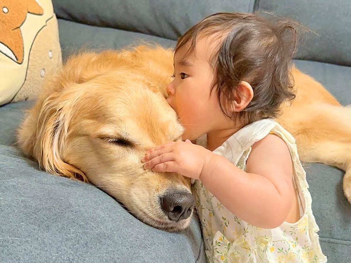 ワンコへの愛が溢れすぎた1歳の女の子→ソファでくつろぐ大型犬に…『まさかの行動』と『愛おしい対応』が38万再生「優しすぎ」「素敵な光景」