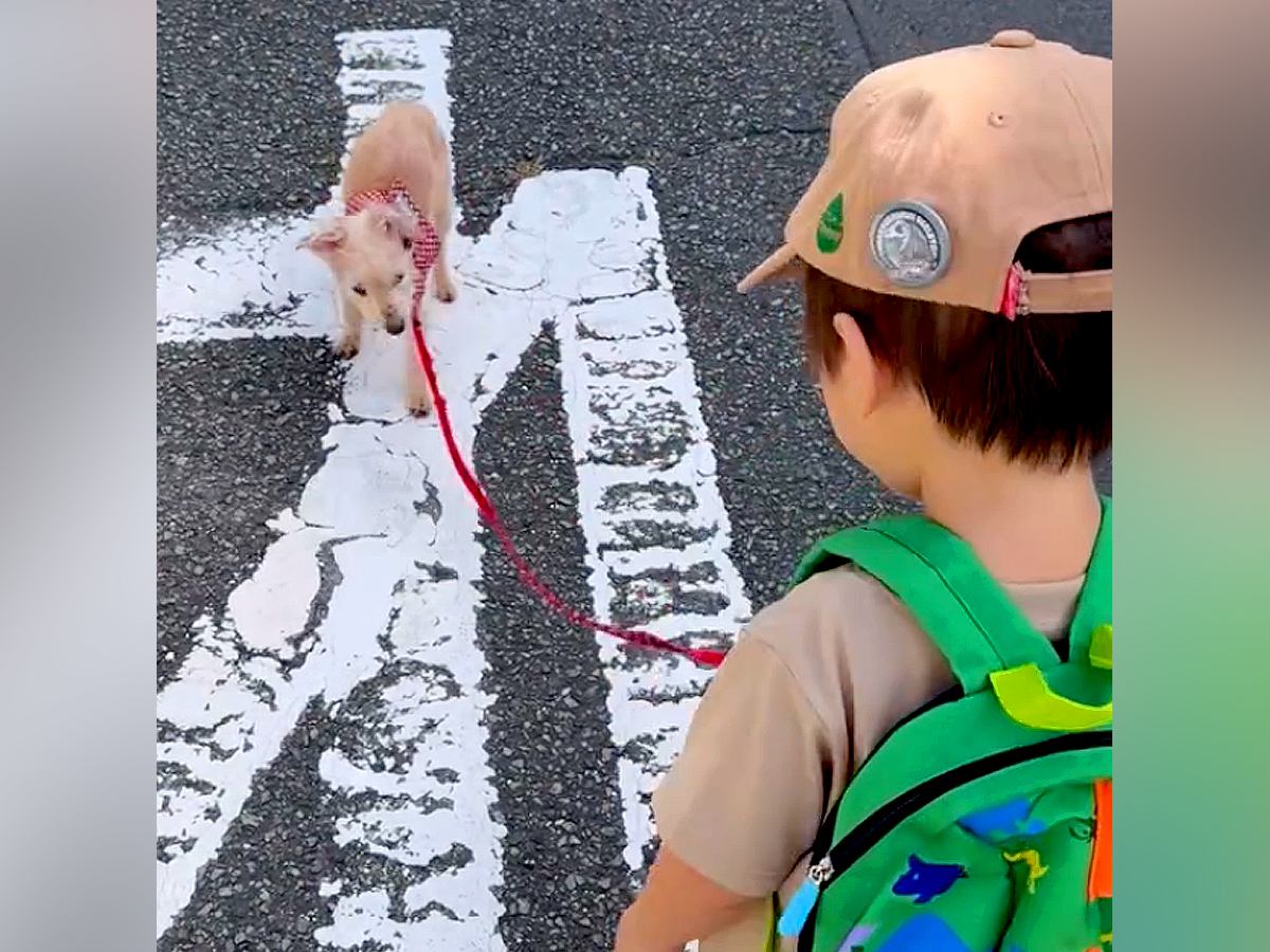 2歳の男の子と16歳のおじいちゃん犬が『一緒にお散歩した』結果→愛おしすぎる光景が6万再生「ダブルリードw」「癒される」と反響