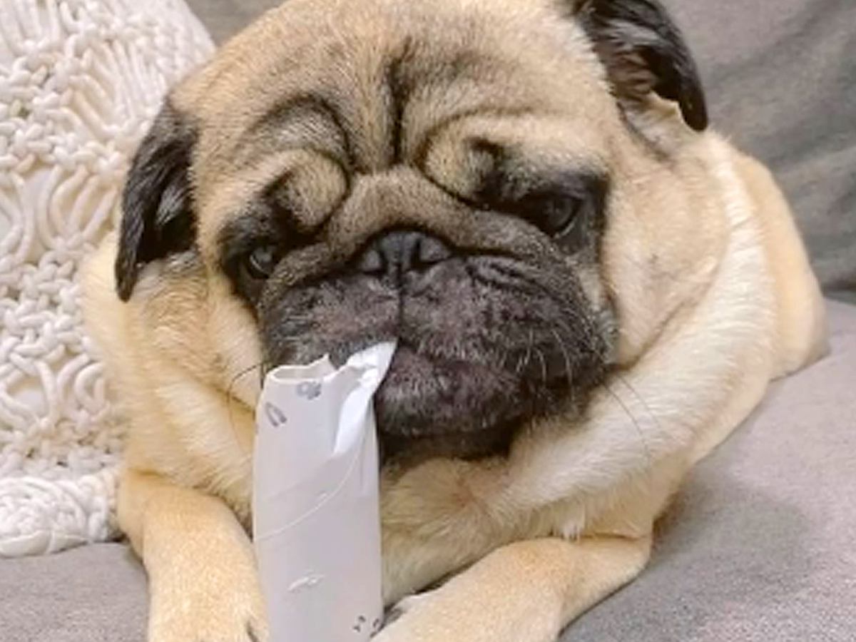芯をカジカジしている犬→ふとした瞬間に止まって…あまりにも愛おしい『120点の笑顔』が256万再生「一緒に笑っちゃった」と大絶賛の声