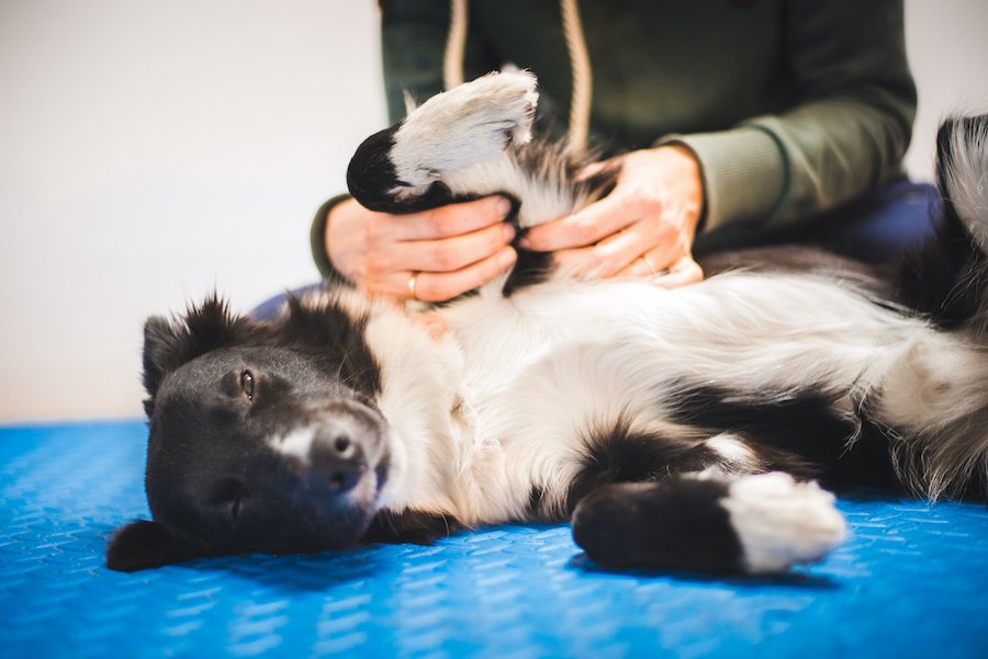 犬が気持ちいいと感じる『マッサージ』の仕方７選