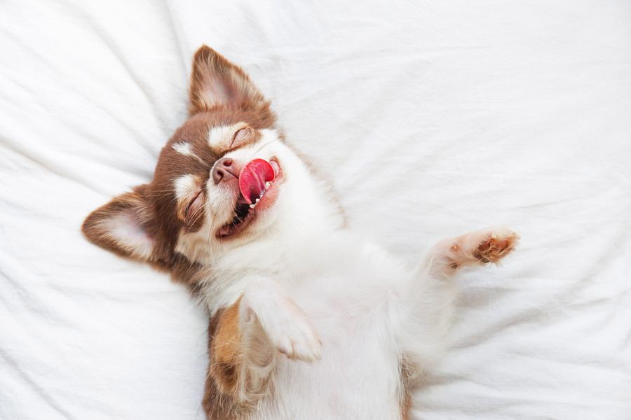犬の『寝相』からわかる性格4選　あなたの愛犬は普段どんな寝方をしている？注意点まで解説