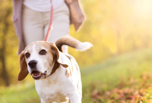 飼い主の指示する方向に行かない！お散歩中に言う事を聞かなかった愛犬