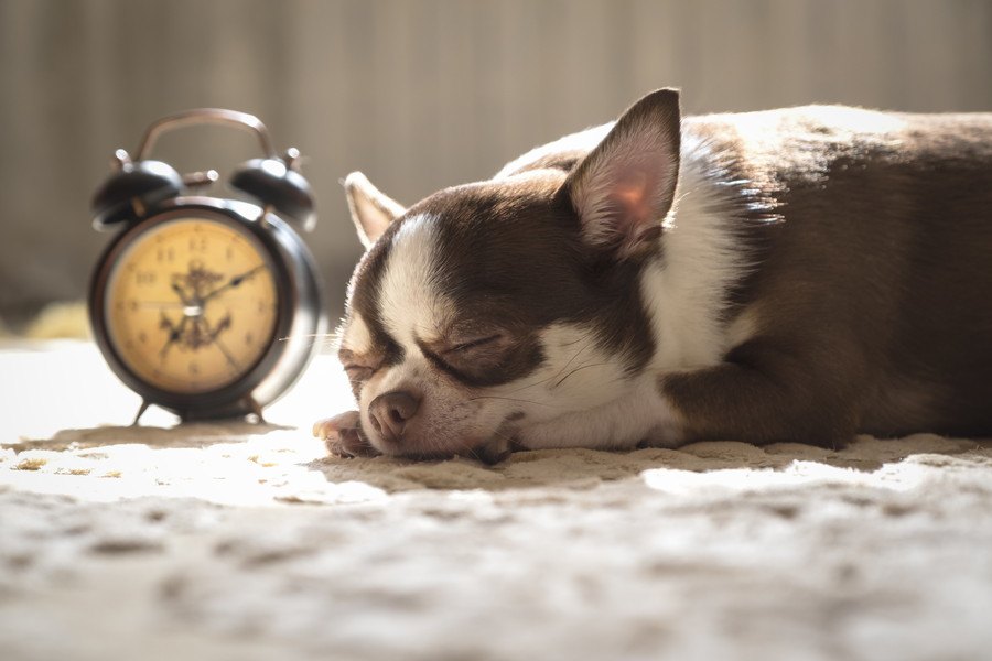 犬には『時間』がわかっている？体内時計が正確って本当？