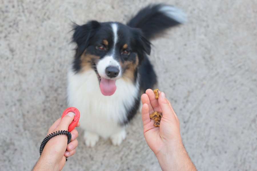 犬が外に出たがらないときの心理とは？