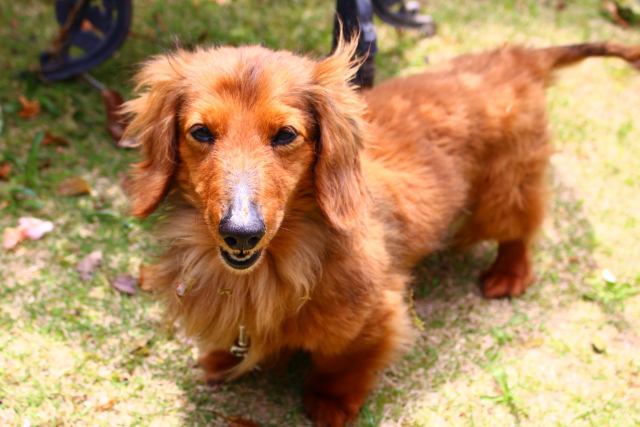 【獣医師執筆】赤み、フケ、激しい痒み…13歳のダックスが皮膚リンパ腫と向き合った769日