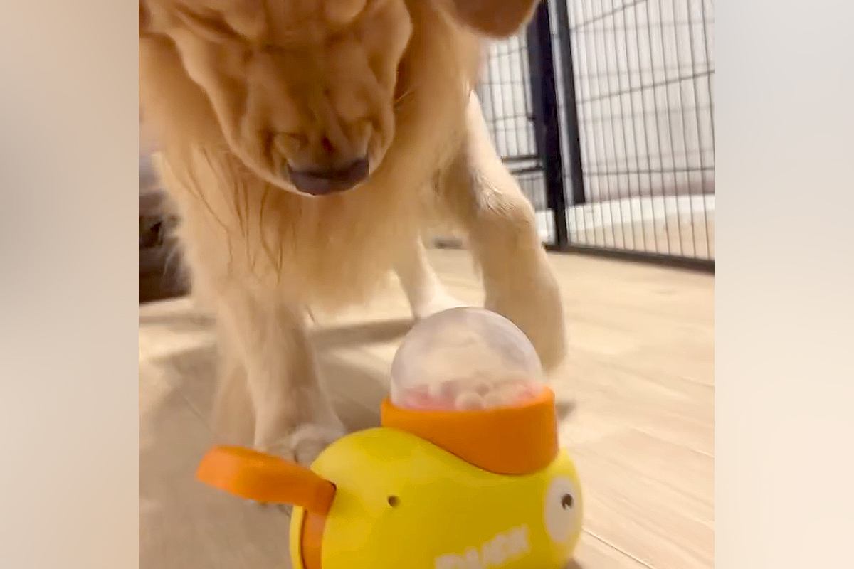 『おやつが出るおもちゃ』を大型犬に与えてみた結果→使い方が分からず…思わず笑う『まさかの展開』に「必死で草」「かわいすぎるｗ」と反響