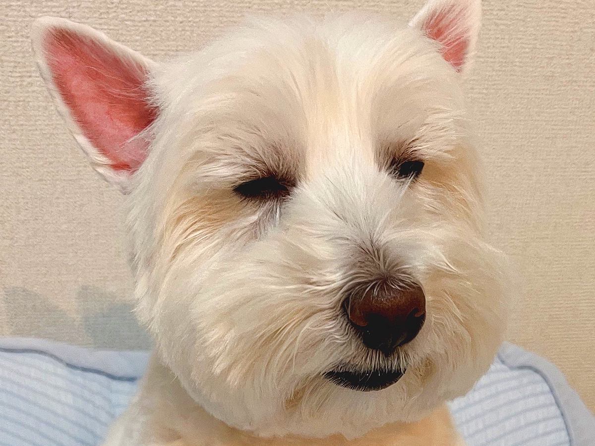 10連休の間、毎日家族の相手をしていた犬→最終日になったら…お疲れすぎる『まさかの行動』が163万表示「悟り開いてて草」と爆笑の声