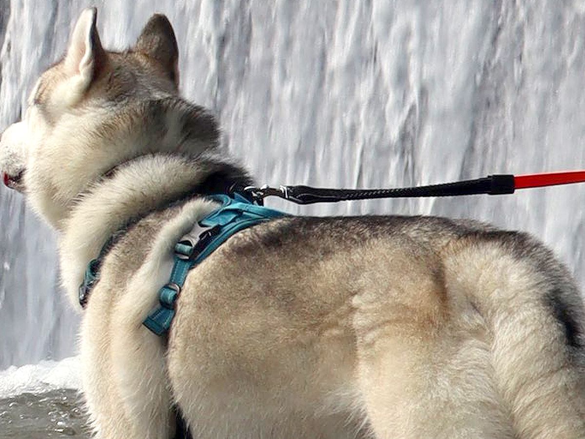 『滝とハスキー犬の写真』を撮った結果…思っていたのと違う『奇跡の一枚』に6万9000いいね「めちゃ笑った」「勢いえげつなくて草」と爆笑