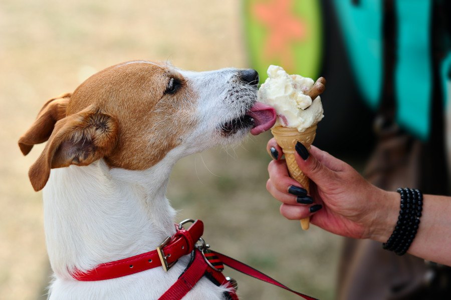 犬がワガママになってしまう飼い方３つ！もしやっていることがあったら今日から意識してみて！