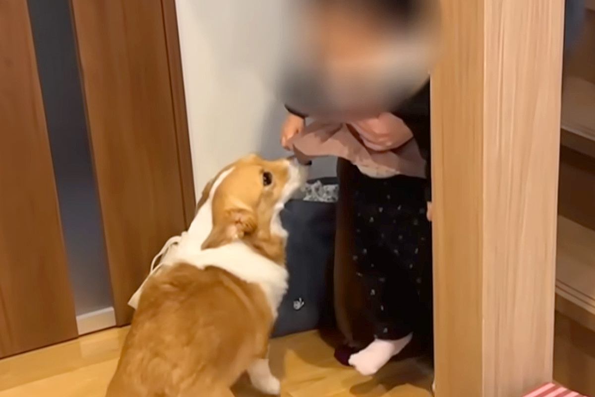 家に『小さな女の子』が遊びにやってきたら、犬が『どうしても触ってほしい』と訴えて…尊すぎる行動が5万再生「あざといｗ」「健気で可愛い」