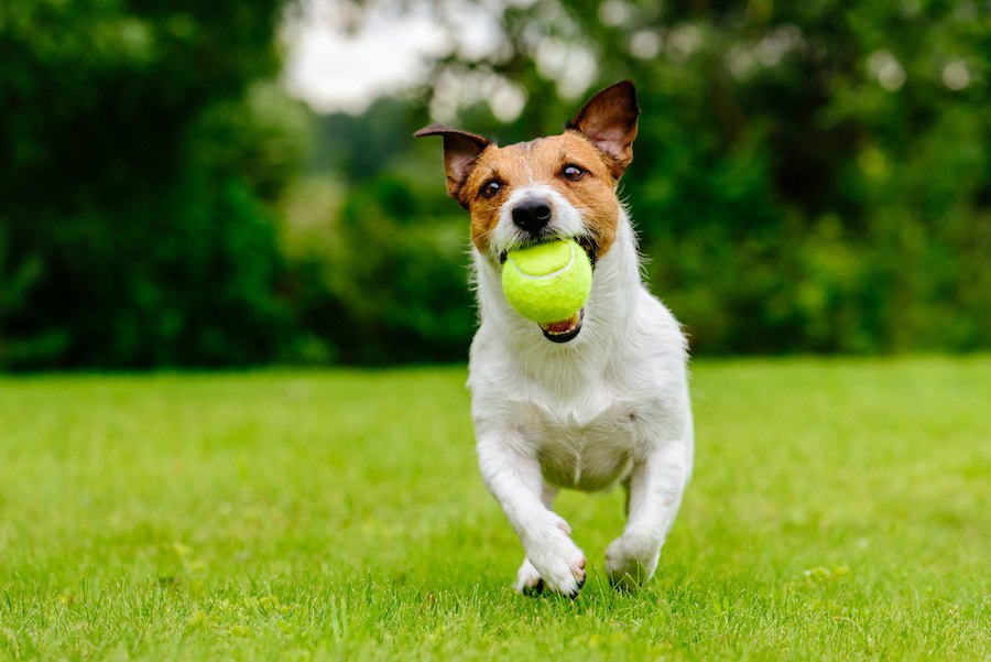 犬の生活の質を向上させるために『QOL』を意識してみよう