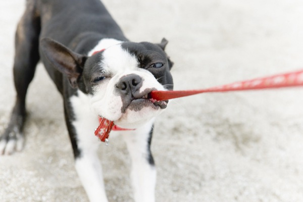 犬の叱り方のコツ　ついつい名前を呼んでいませんか？