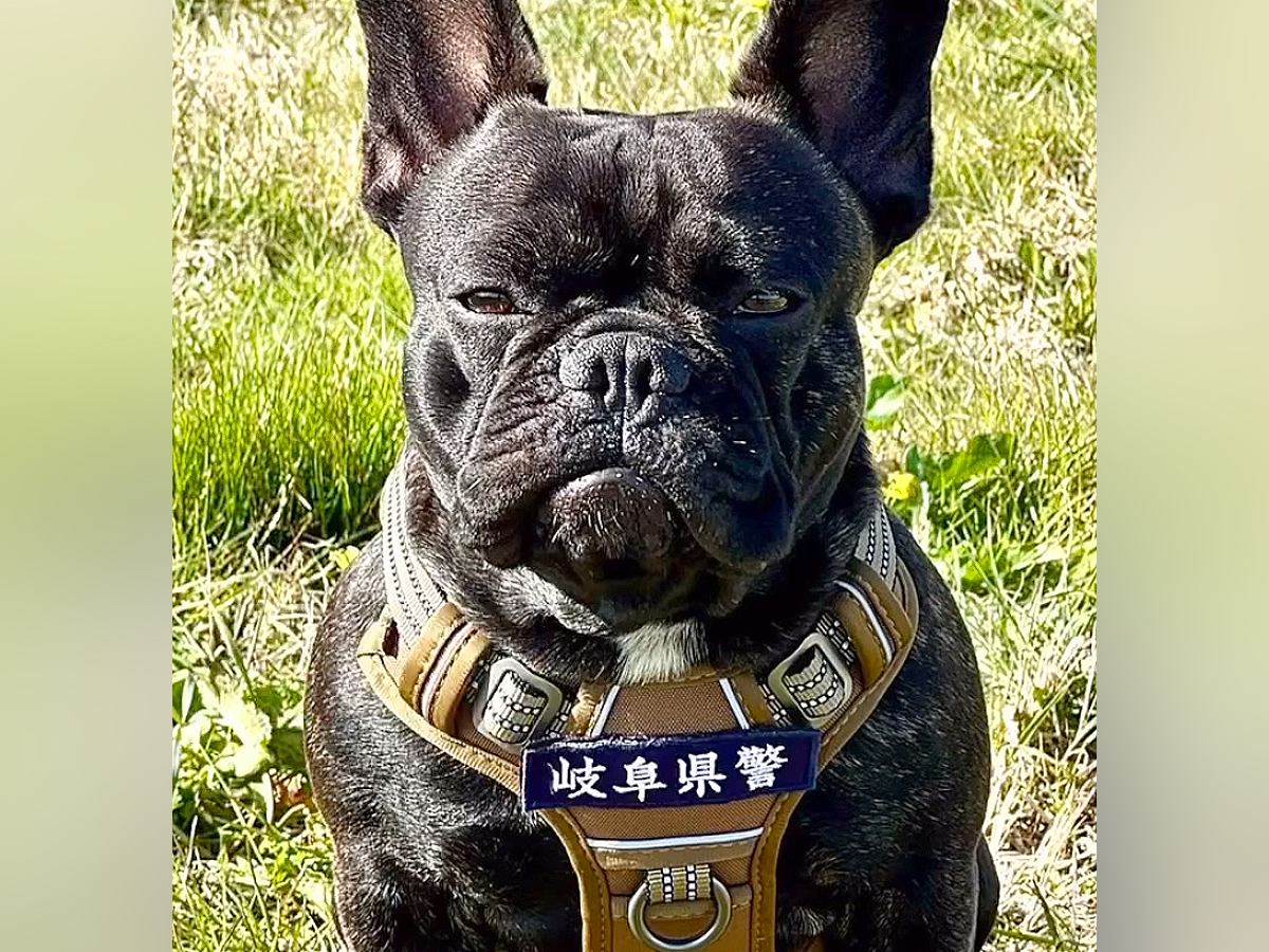 『生後６ヵ月まで家族が決まらなかった犬』が才能を発揮し始め…予想を超える『カッコよすぎる展開』が14万再生「最高」「期待の星」と称賛