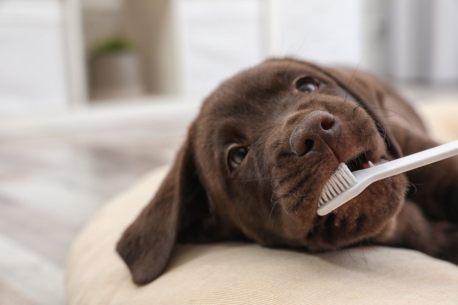 犬の顔がくさい…！考えられる３つの原因と適切な対処法