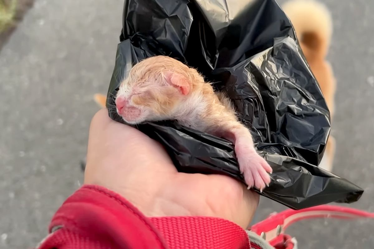 路上で『生まれた直後の子猫』を発見し保護→家に連れて帰ったら、先住犬が…『母性溢れる行動』がSNSで話題「なんて尊い…」「微笑ましい」