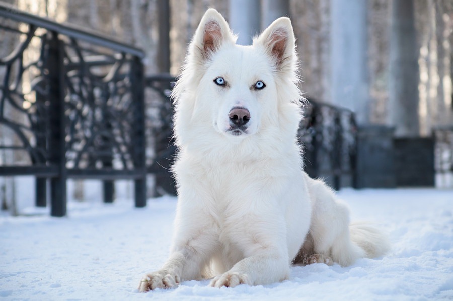 超古代犬種「ヤクーチアンライカ」 原産国から主な特徴まで