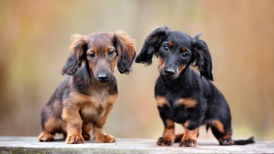 保護犬と家族の最高の出会いのためのマッチングアプリ