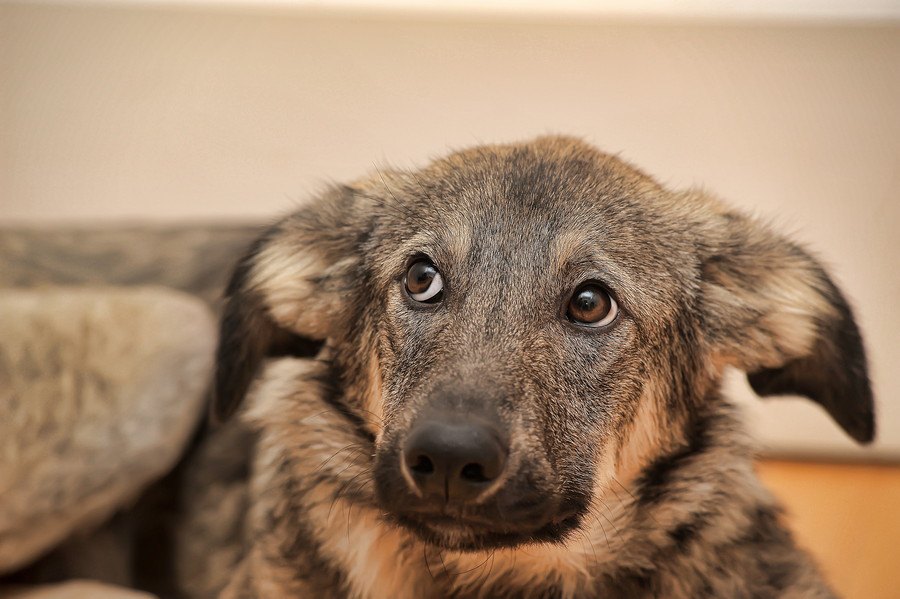 犬が飼い主の電話中に吠えまくってしまう４つの理由