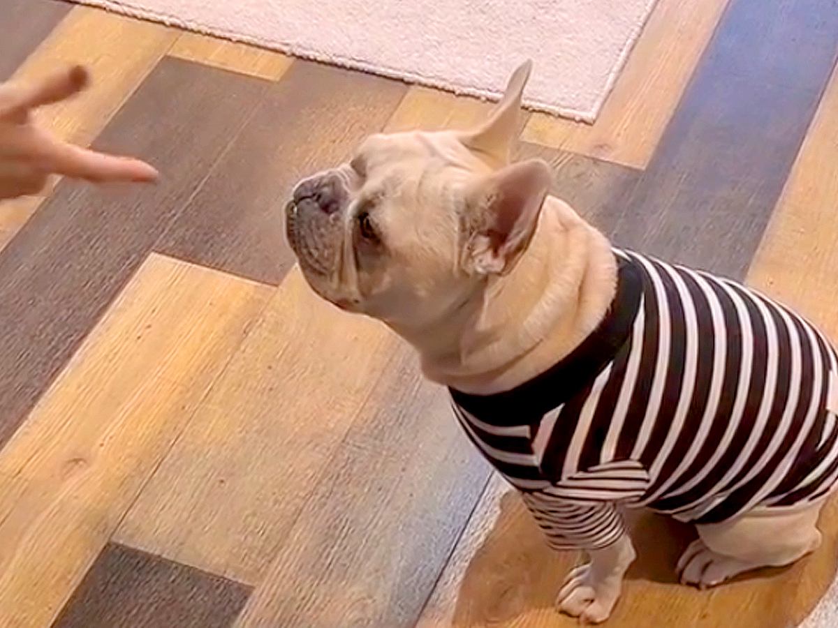 『バーン！』犬に倒れこむよう指示→その場で転がるかと思っていたら…演技派すぎる『まさかの行動』が108万再生「間ｗ」「こだわり強くて草」