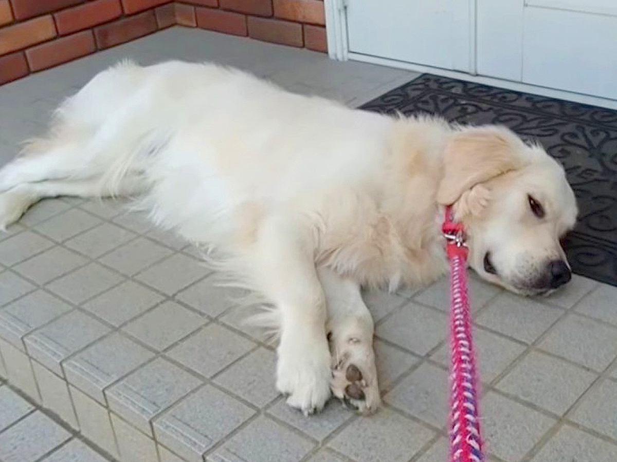 お出かけのため車に大型犬を乗せようとしたら→なぜか嫌がってしまい…まるで子供のような『必死すぎる抵抗』に反響「大変だけど可愛いｗ」