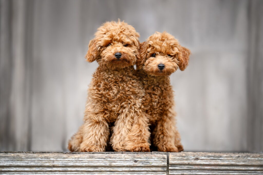 【獣医師監修】タイニープードルとはどんな犬種？｜特徴と性格、飼い方や価格相場まで解説