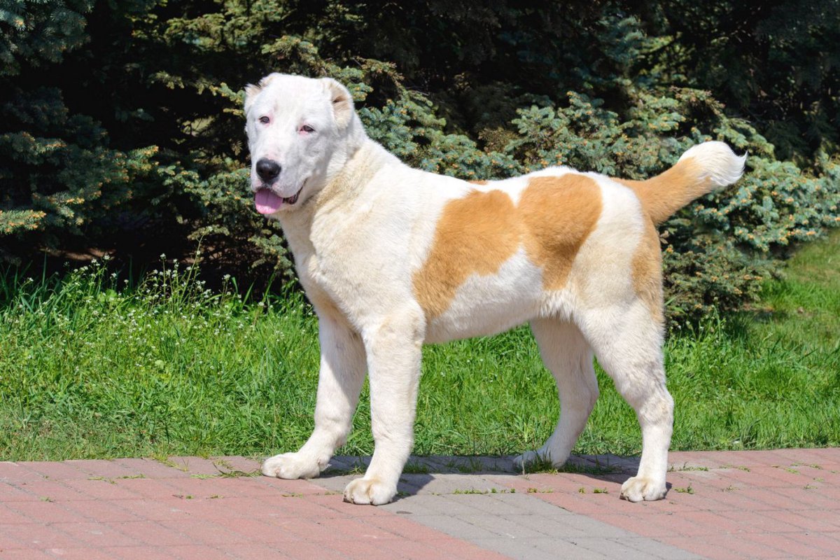 【獣医師監修】セントラル・アジア・シェパード・ドッグってどんな犬種？特徴と性格や飼い方・価格相場まで解説