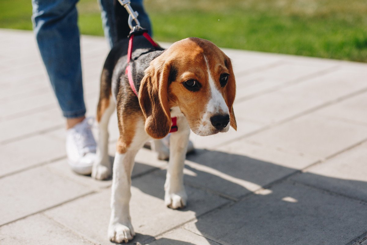 犬の飼い主が他人にすべき配慮4つ！全員が"犬好き"ではないことを意識することが大切