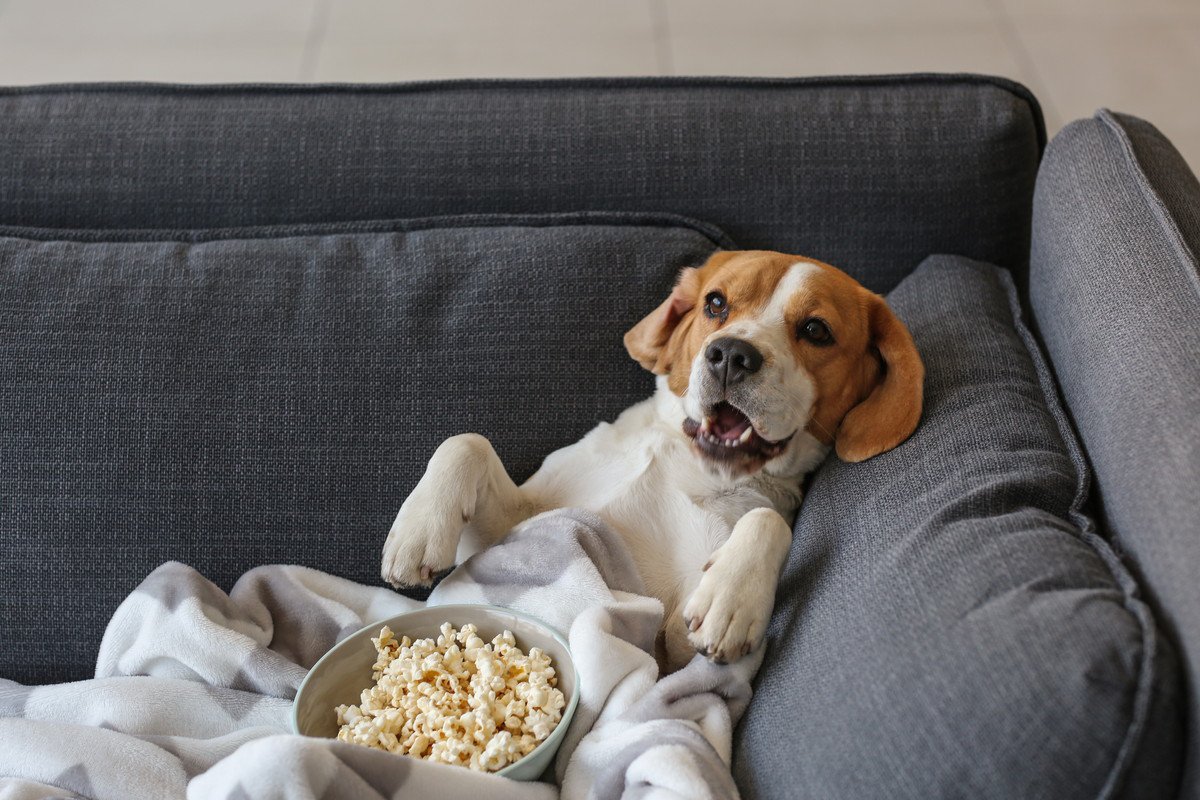 犬がリラックスできる『楽な姿勢』4選　安心してくつろいでもらうためにできることはあるの？