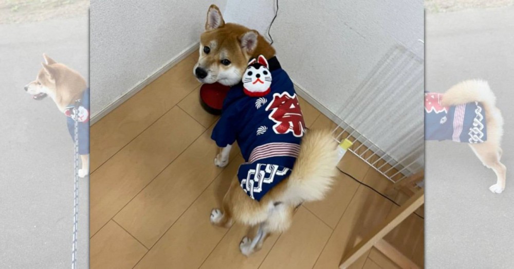 さすが柴犬！祭りのハッピが似合い過ぎてカッケ―！悶絶する人続出