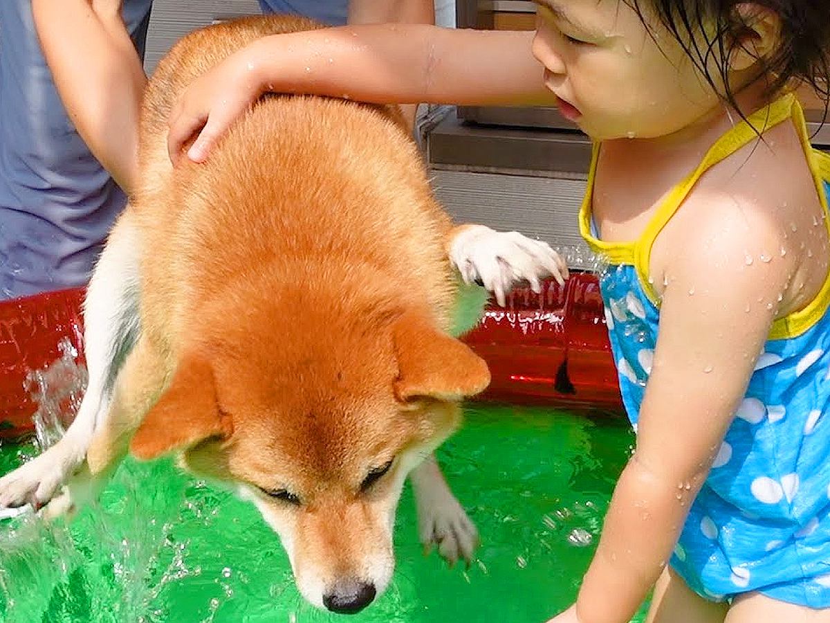 犬と2歳の女の子をプールに入れると…怖がるワンコへの『優しい気遣い』に感動「自分が2歳の頃と違いすぎる」「なんか泣けた」と44万再生