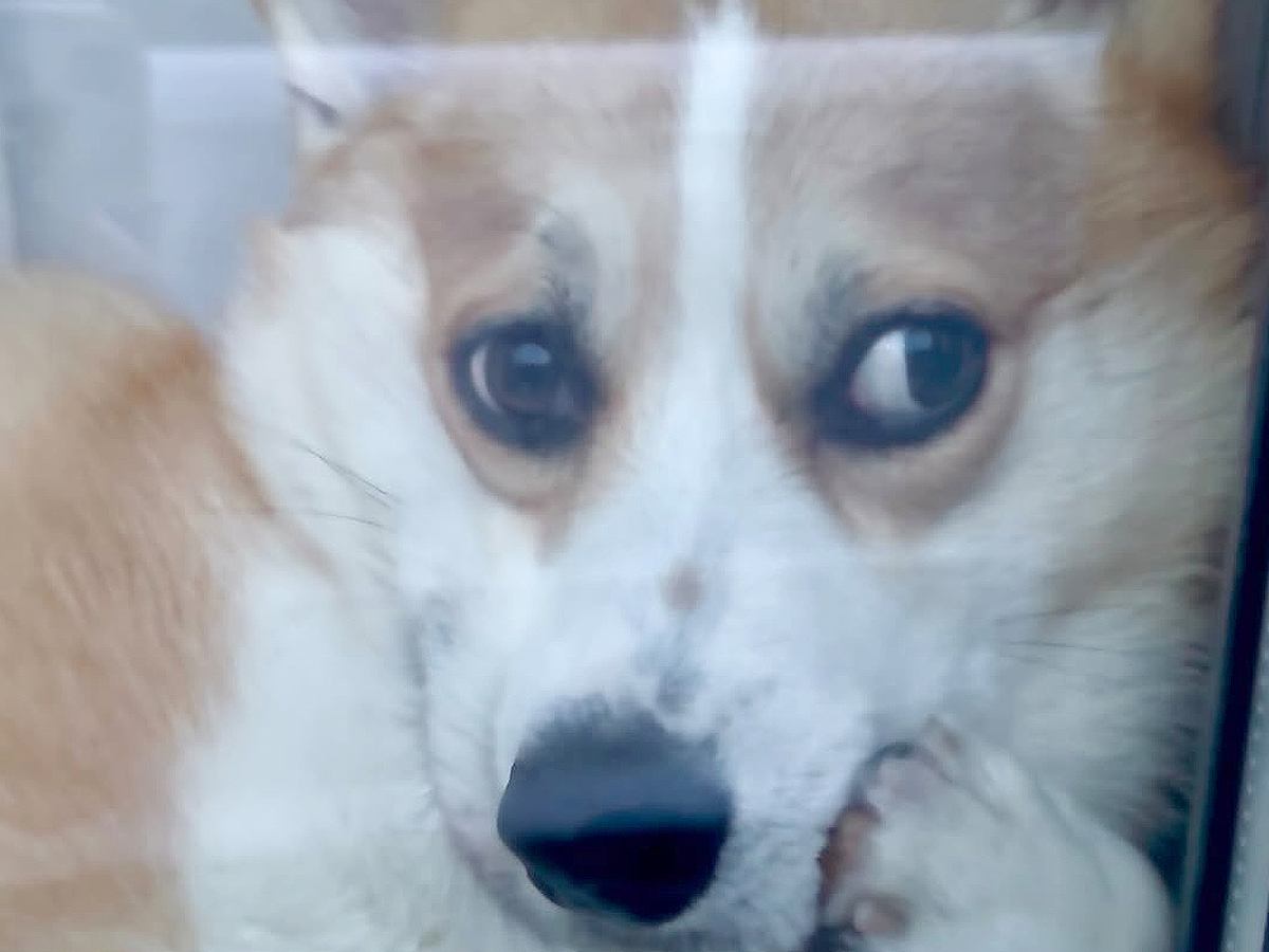 買い物から帰宅→留守番していた犬が窓際で…想定外だった『まさかの態度』に爆笑「吹いたｗｗ」「不貞腐れてて可愛すぎる」の声
