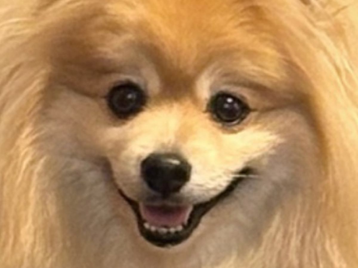 『どう見ても小型犬ではない…』ラスボス感が半端じゃない『レベル999のポメラニアン』が想像を超えていると161万表示「セーブしなきゃｗ」