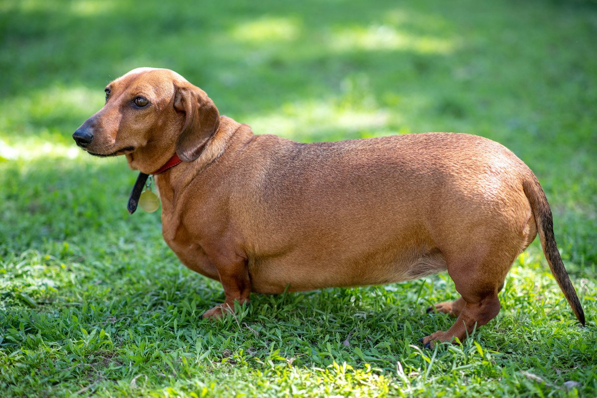 『太りやすい犬種』4選　肥満がもたらす心身への悪影響や体重管理のコツまで