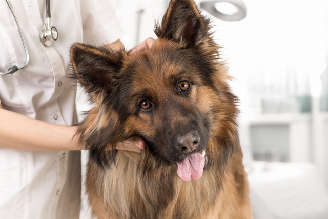 犬の避妊手術の流れと準備しておくもの