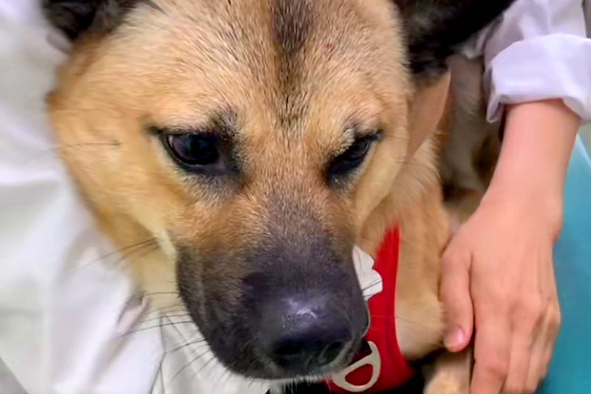 注射を打つために病院へやってきた元野犬→緊張していたら、獣医師が…お見事なフォローが105万再生「優しい獣医さん」「私もして欲しいｗ」