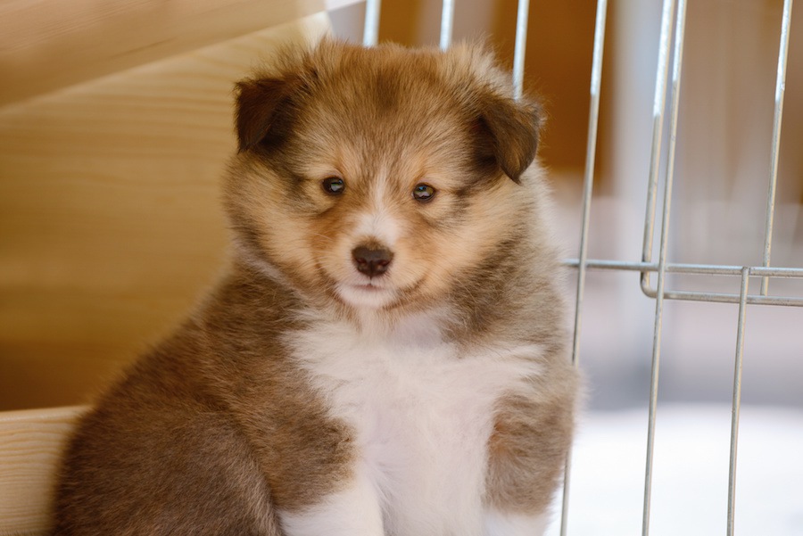 初めての犬を家に迎えたとき意識したいポイント