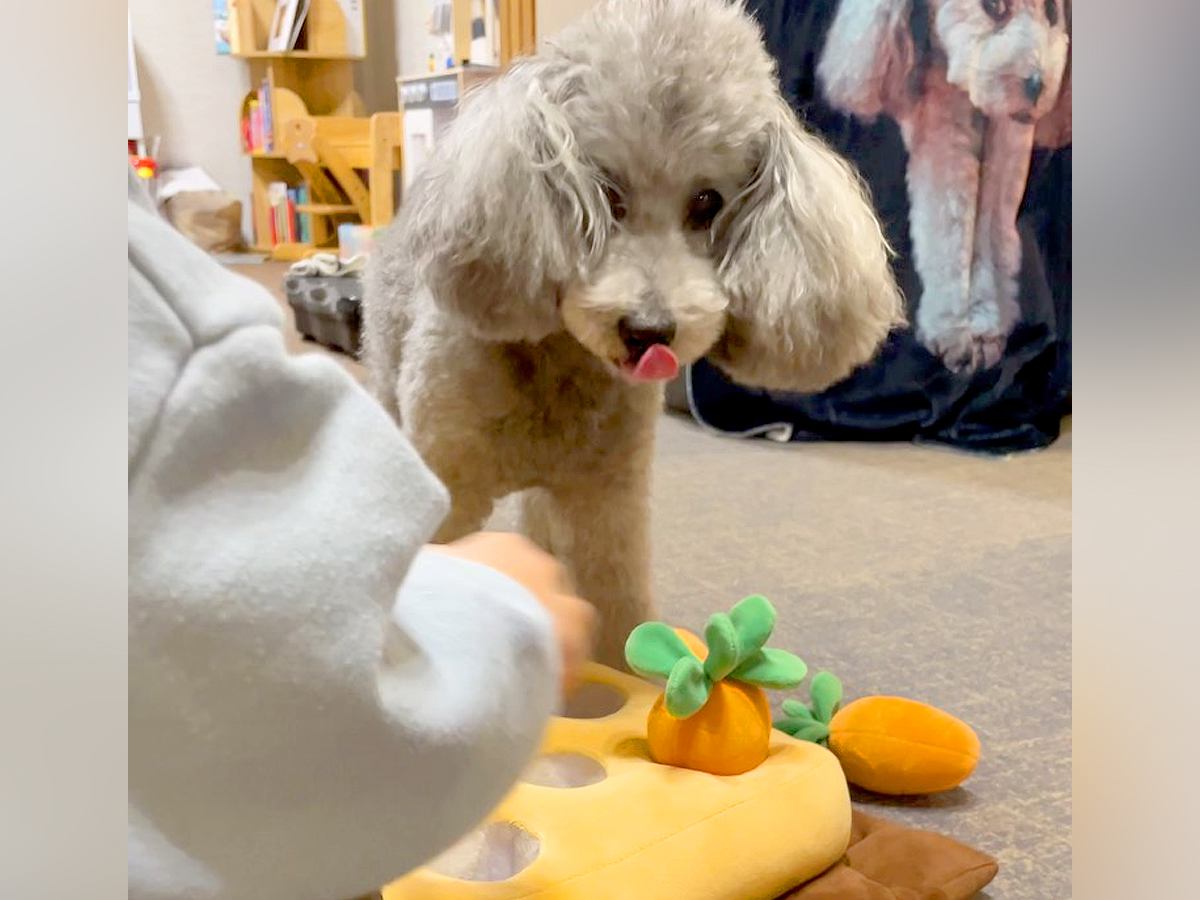 小さな男の子が『犬のおもちゃの準備』をしていたら…おやつがあるのに『健気に待つ光景』が優しすぎる「いいお兄ちゃん」「仲良しで素敵」と絶賛