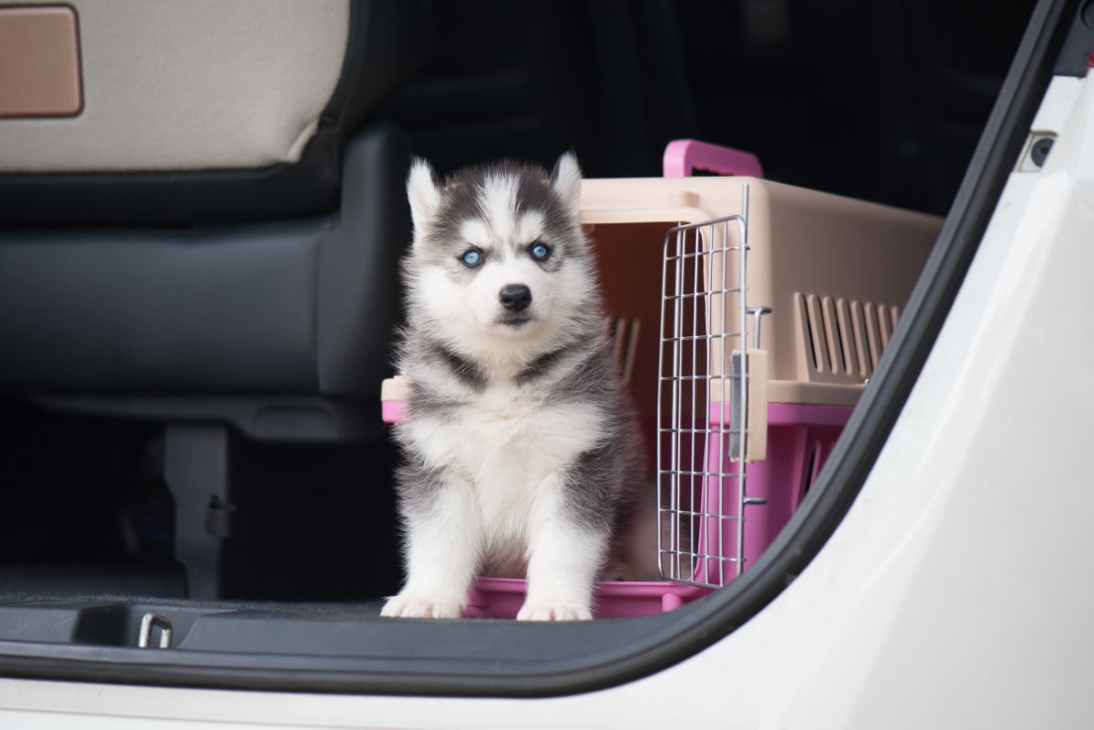 犬と一緒に『公共交通機関』を利用するときのNG行為7つ　電車やタクシーに乗る際の注意点とは？