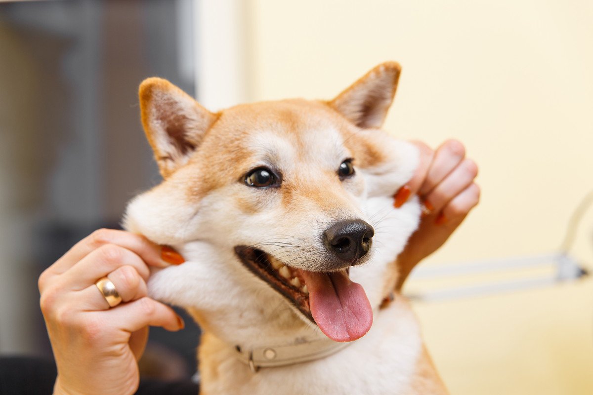 犬の『皮膚が伸びる』理由とは？伸びやすい部位や日々のケア方法までご紹介