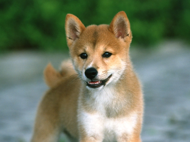 豆柴はみんなから愛される小さな犬種！