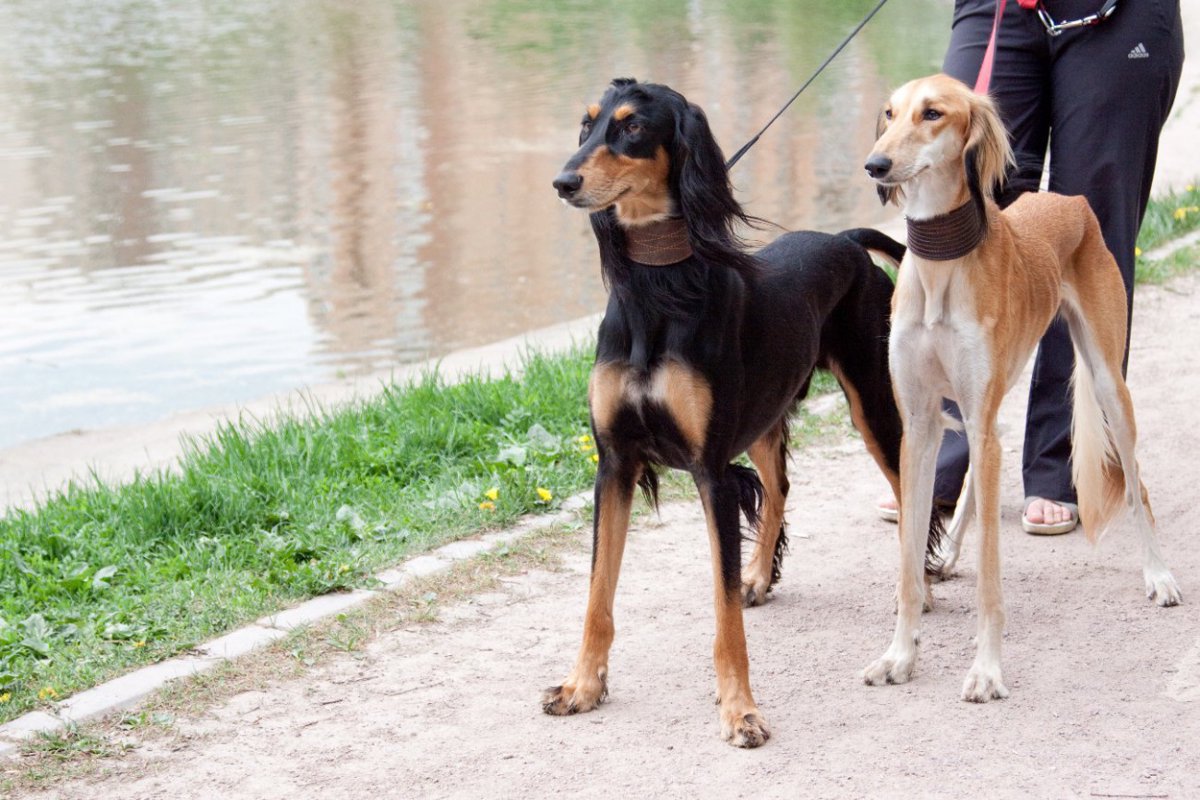 『イケメンな犬種』5選　容姿がかっこいいと言われるワンコの共通点とは？