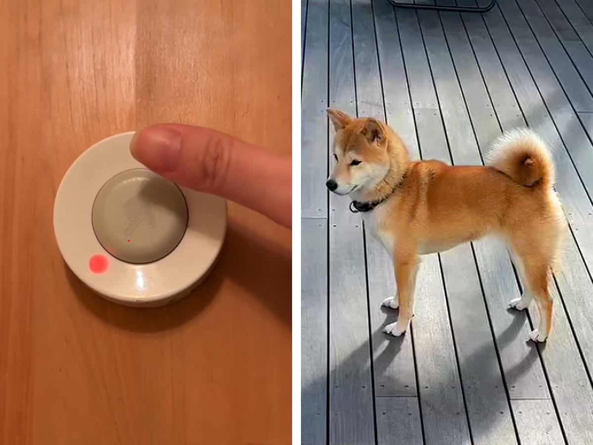 反抗期の犬に『呼び出しチャイム』を教えた結果→予想もできなかった展開に爆笑「違う、そうじゃない笑」「自分で持ってくるの偉いｗ」と7万再生