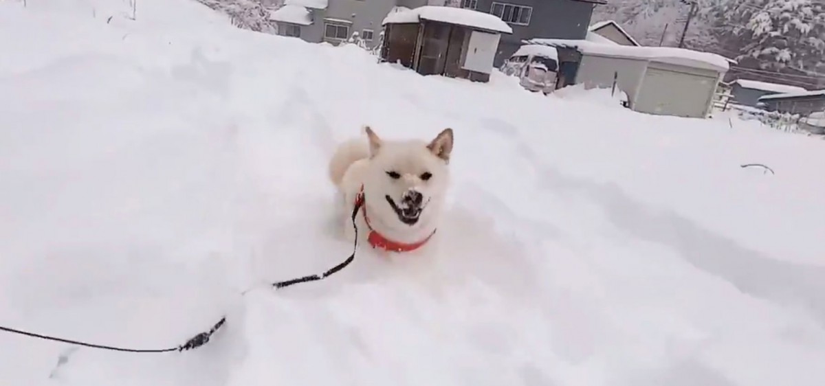 尊いが過ぎる…！雪の中を最っ高に楽しそうに駆け回る白柴犬さんが話題♡