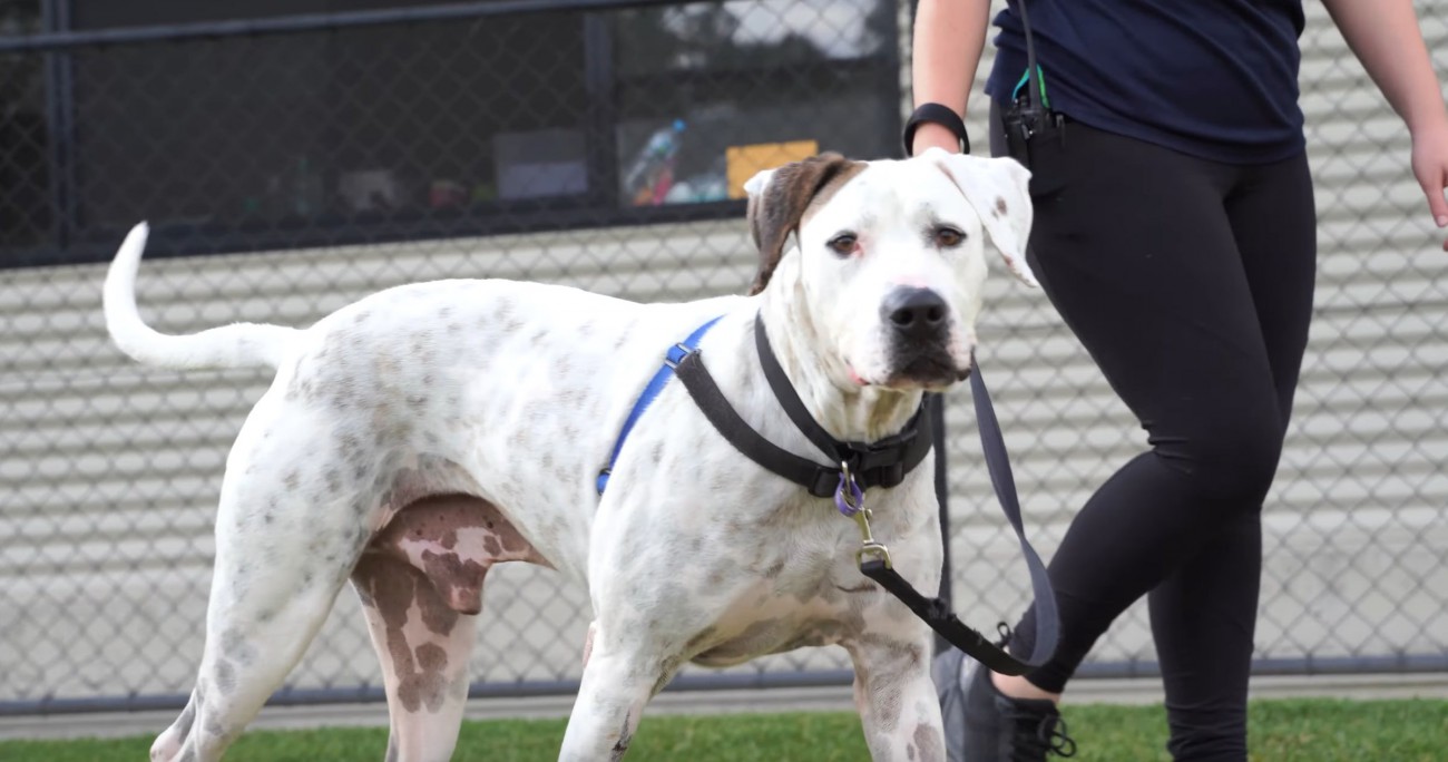 歯の激痛を治療してもらえなかった犬…痛みから解放され幸せなゴールデンイヤーをゲット！