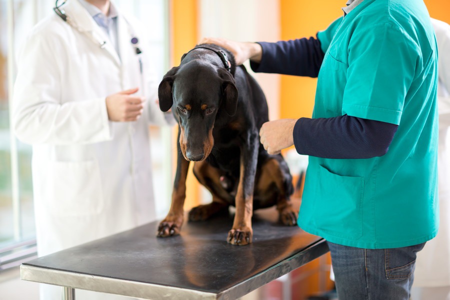 犬の首にしこりがある時に考えられる３つの病気