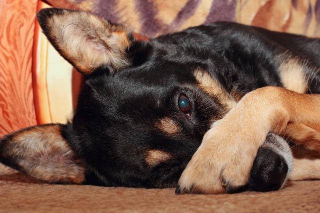 利き足で犬が楽観的か悲観的かがわかるという研究結果