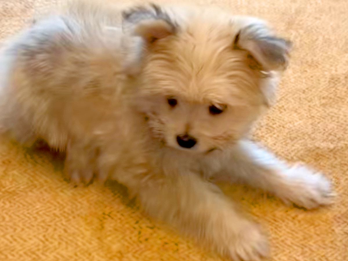『ブルー系に育つかな』と思っていた赤ちゃん犬→数年後…予想を裏切る『まさかの成長』が30万再生「かわいぃぃぃ」「お耳パタンたまらんｗ」