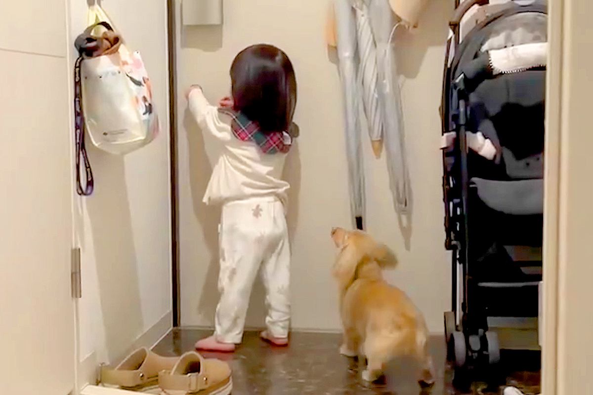 出張からパパが帰宅→小さな女の子と犬が玄関で待ち構えて…泣けるほど幸せな『尊い光景』が558万表示「熱烈歓迎」「早送りみたいｗ」と絶賛